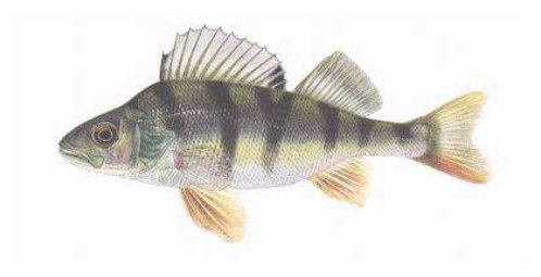 okoun říční